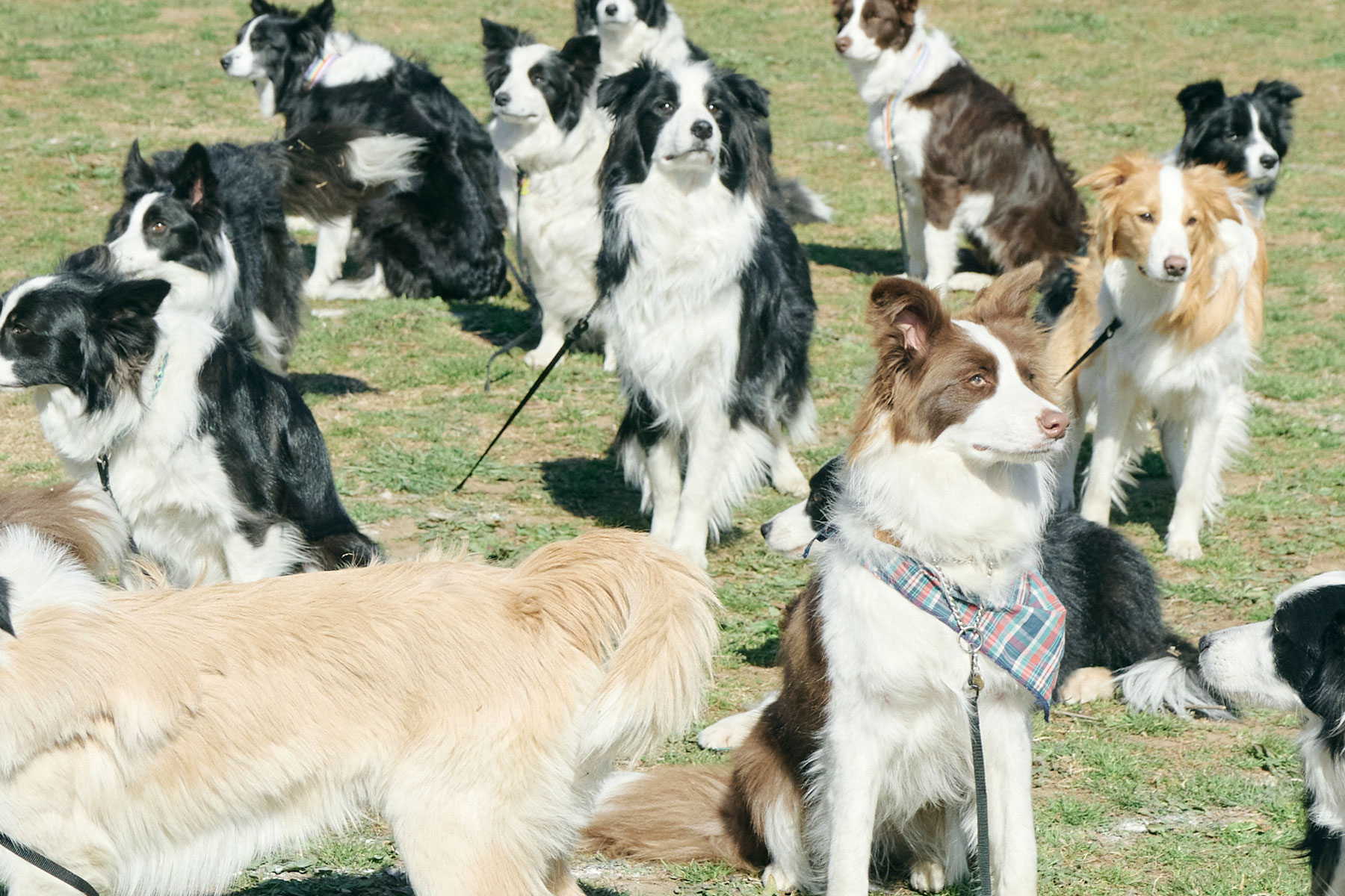 犬まみれ撮影会(Border Collie)