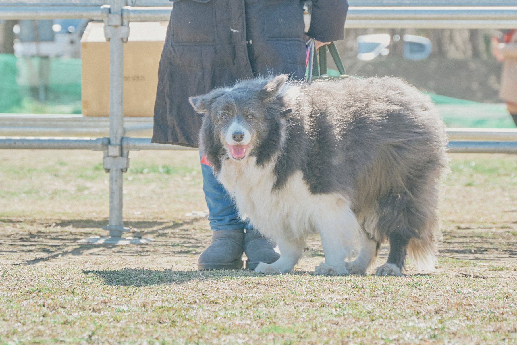 ご長寿犬表彰(Border Collie)