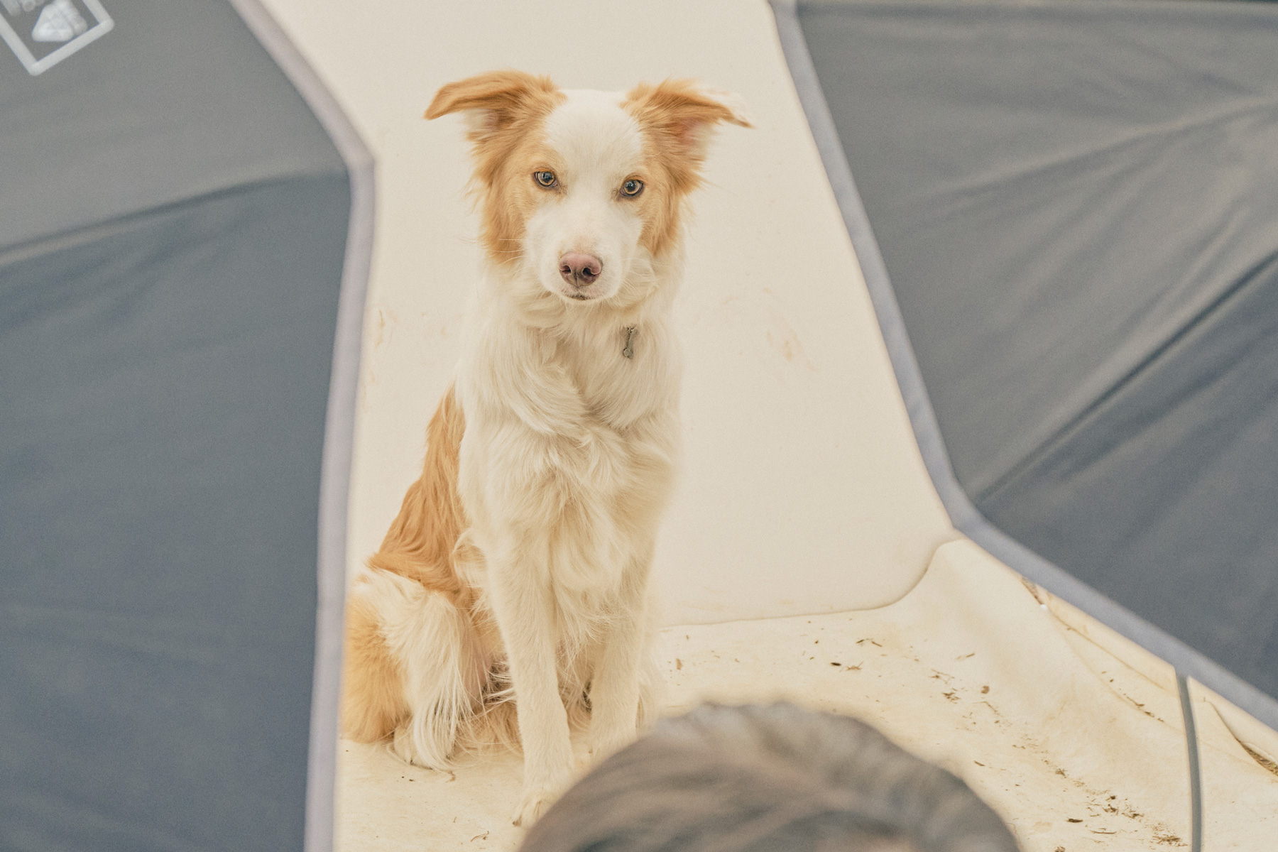 撮影会(Border Collie)