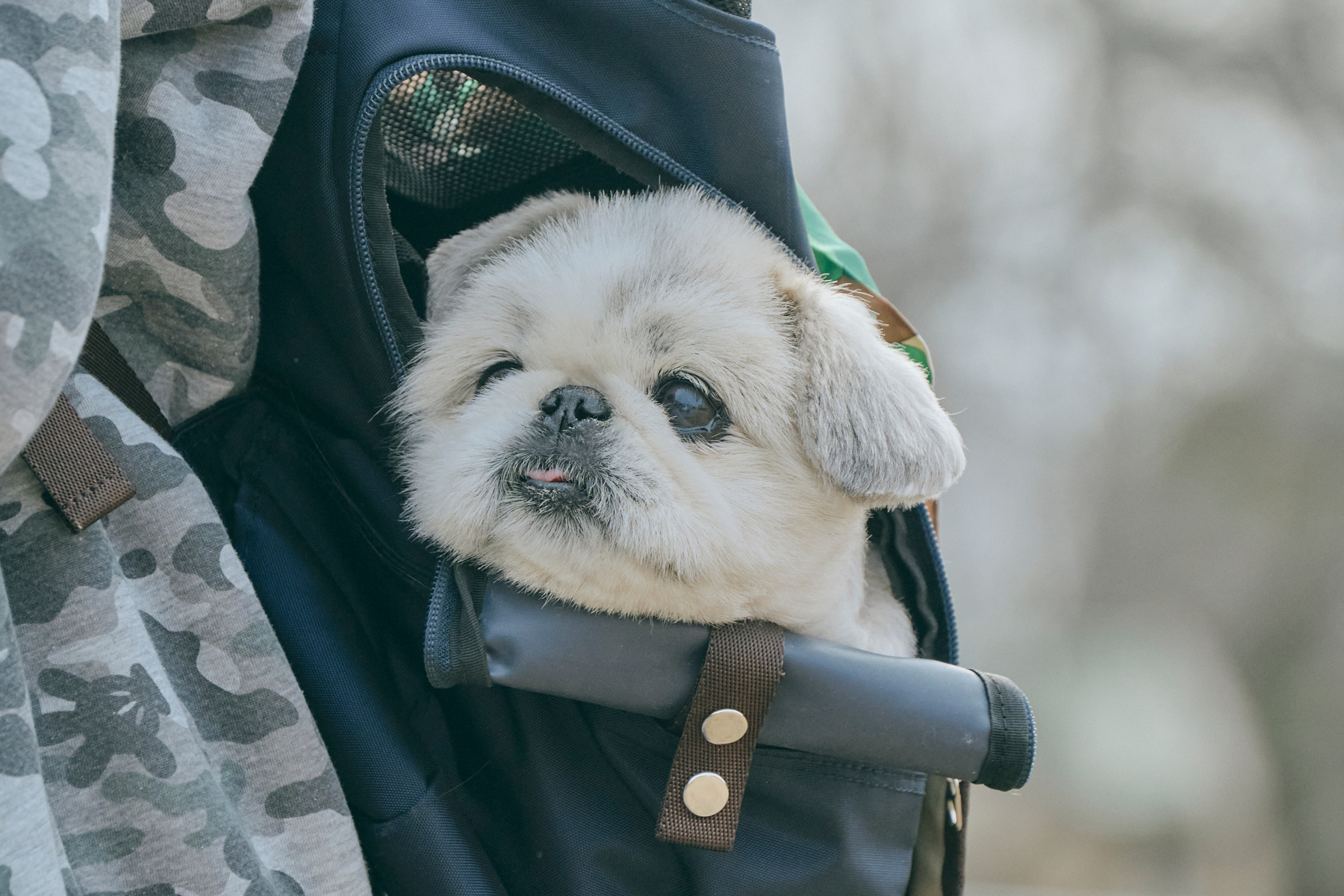 ご長寿犬表彰(Pekingese)