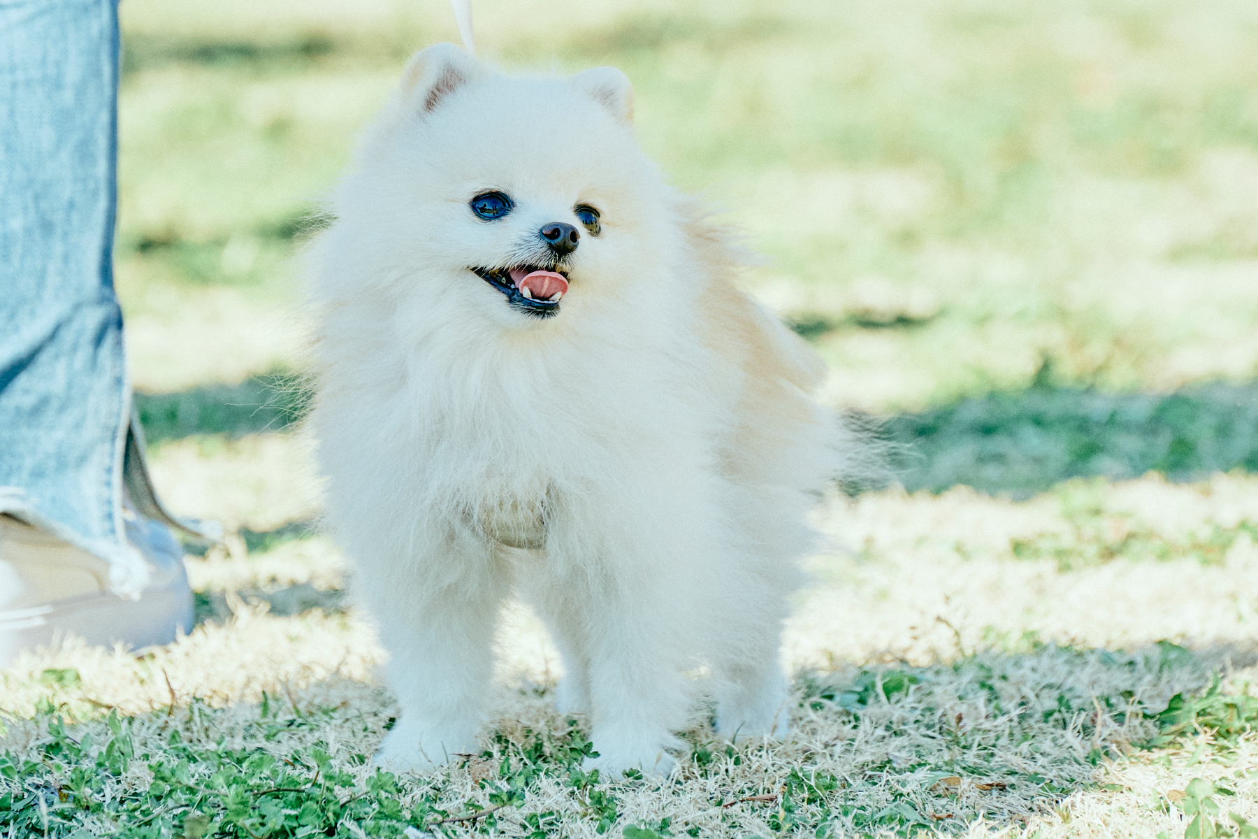 撮影会(Pomeranian)