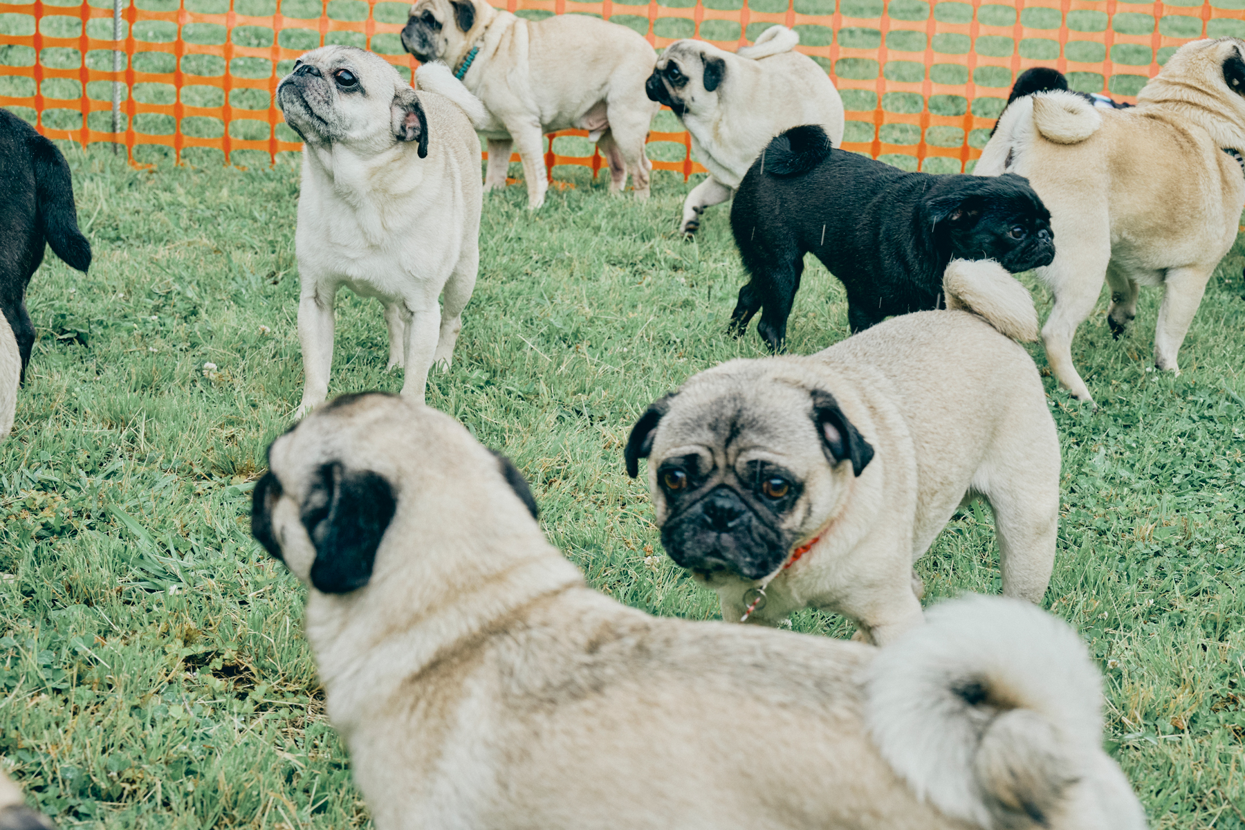 犬まみれ撮影会(Pug)