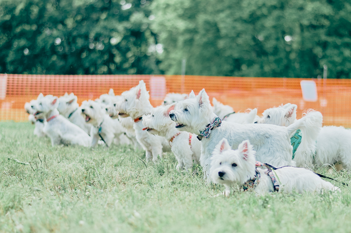 犬まみれ撮影会(West Highland White Terrier)