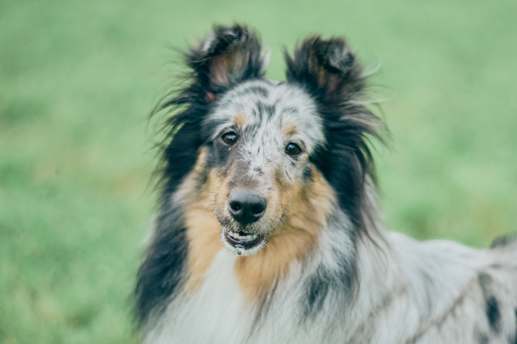 出店者(Shetland Sheepdog)