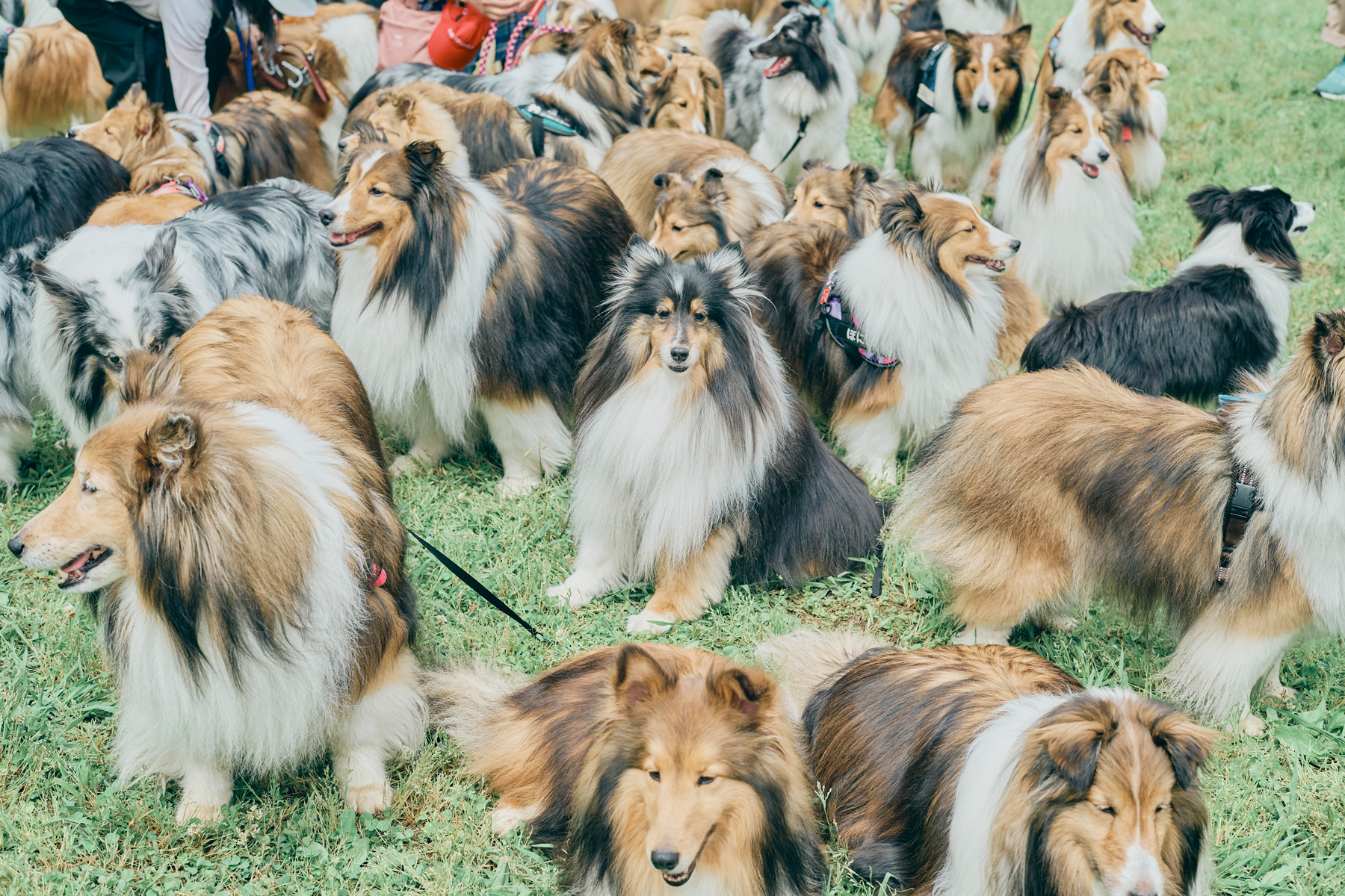 犬まみれ撮影会(Shetland Sheepdog)