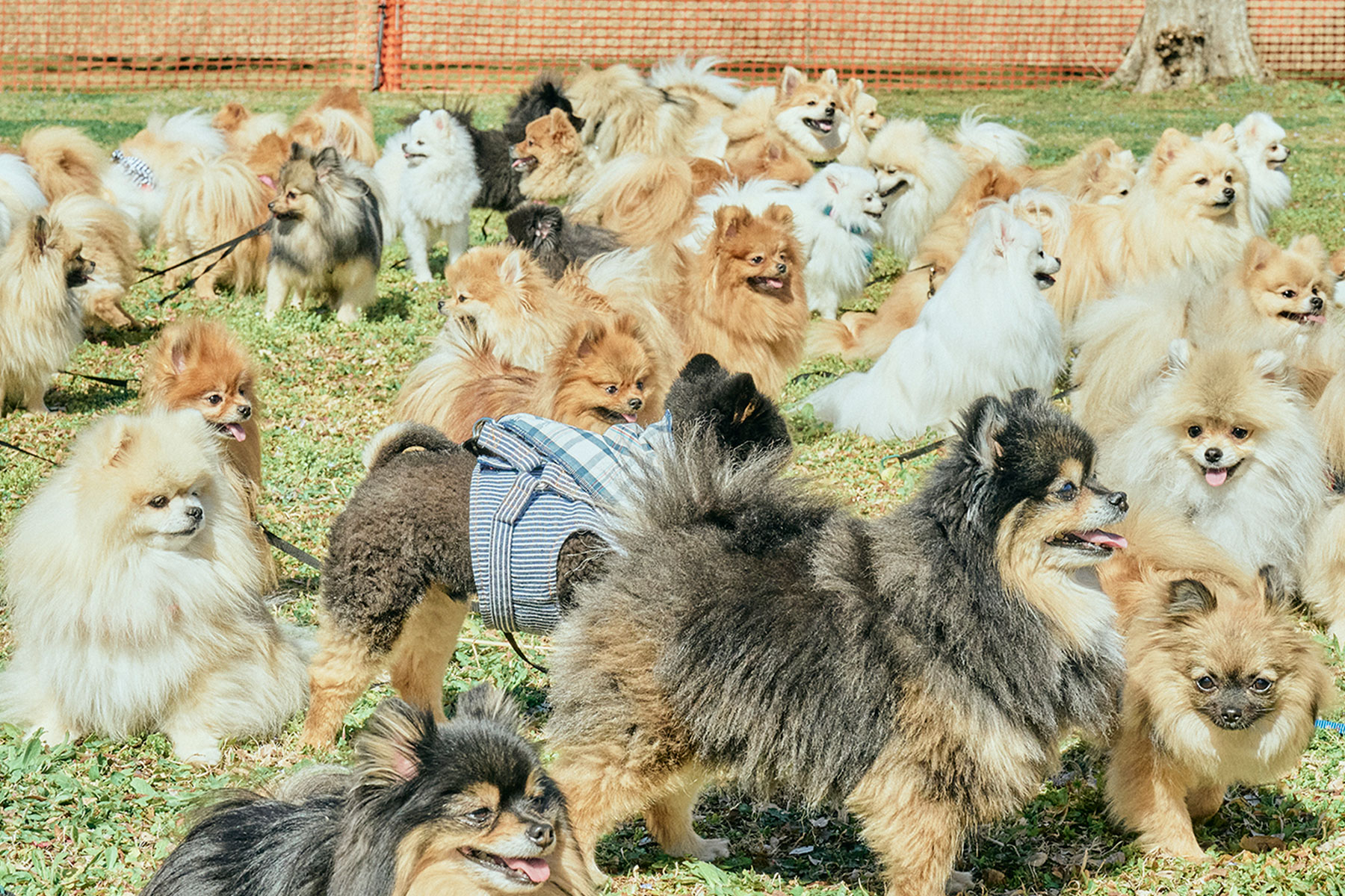 犬まみれ撮影会(Pomeranian)