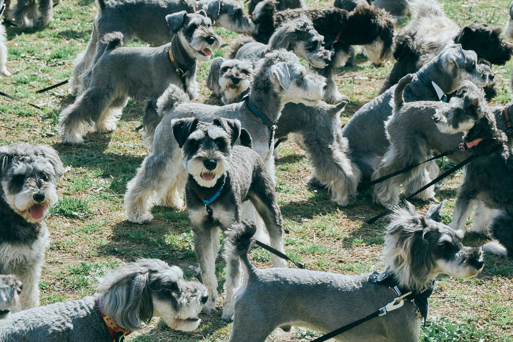 犬まみれ撮影会(Schnauzer)