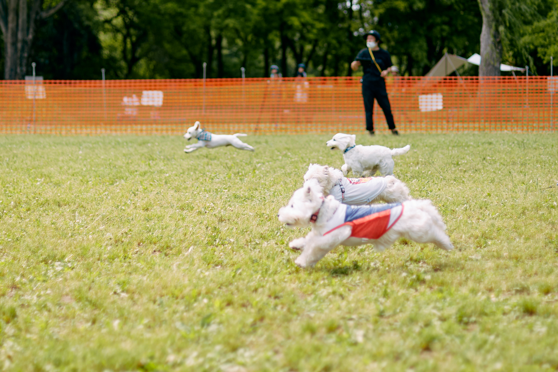 30mレース(West Highland White Terrier)