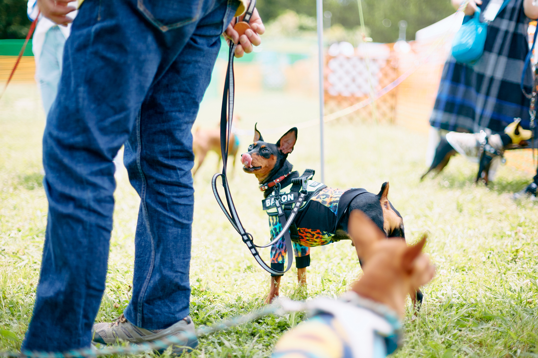 フィールドコンテンツ紹介(Pinscher)