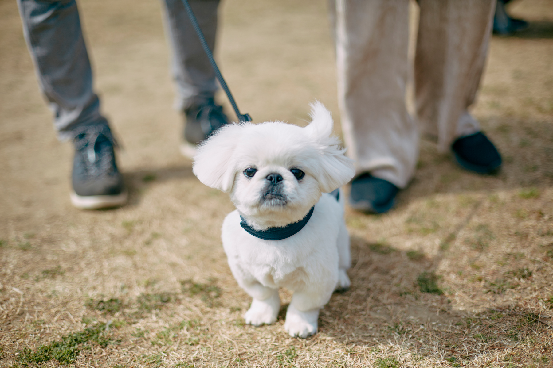 パピーセミナー(Pekingese)