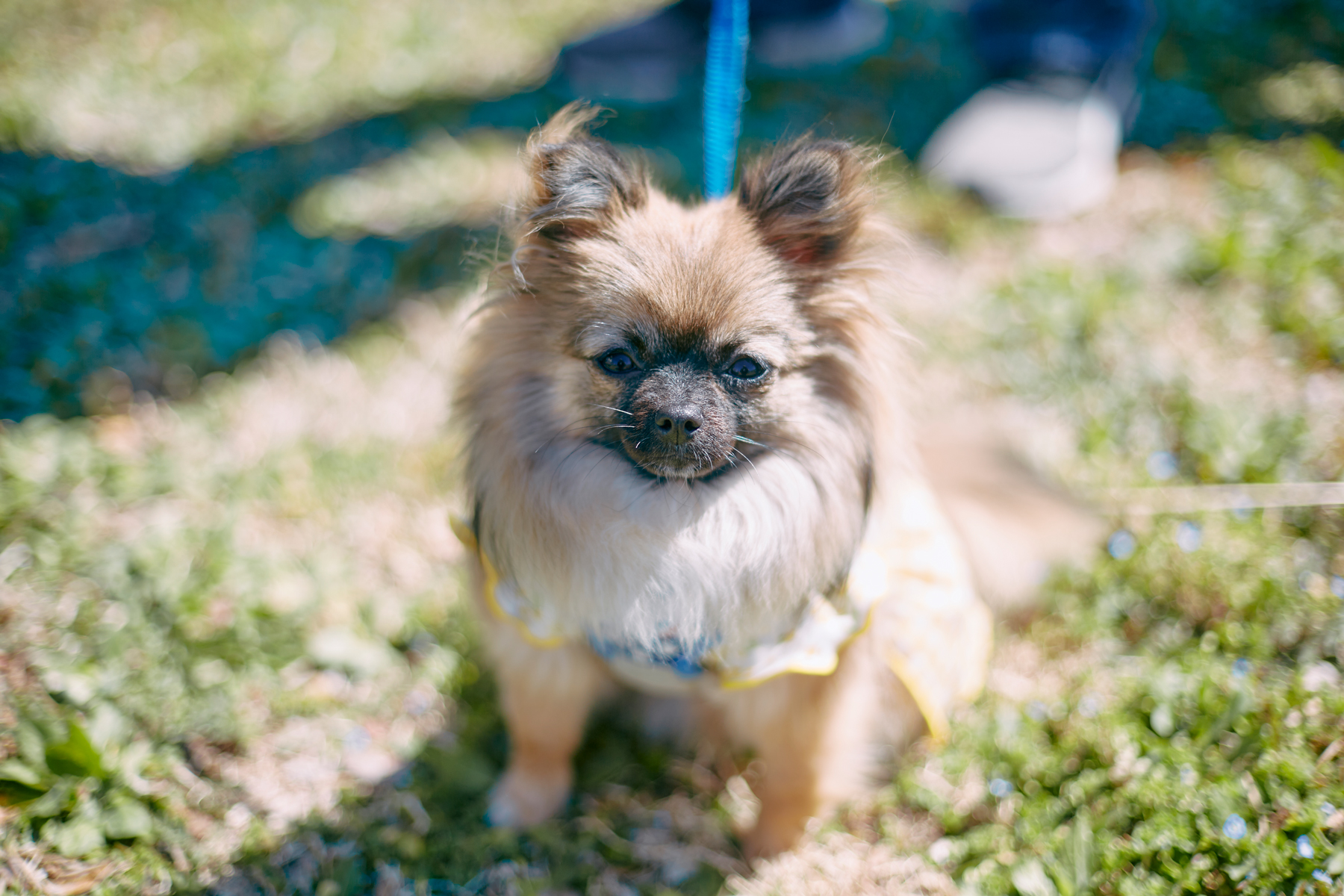 パピーセミナー(Pomeranian)