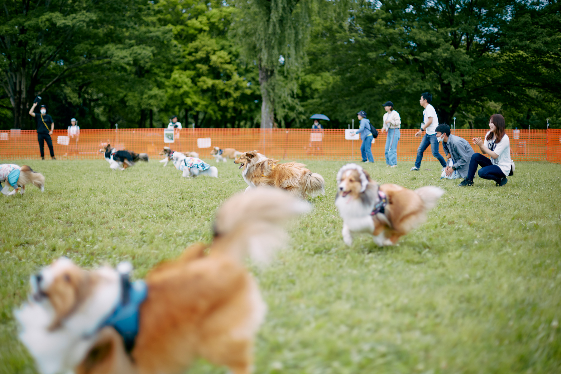 30mレース(Shetland Sheepdog)