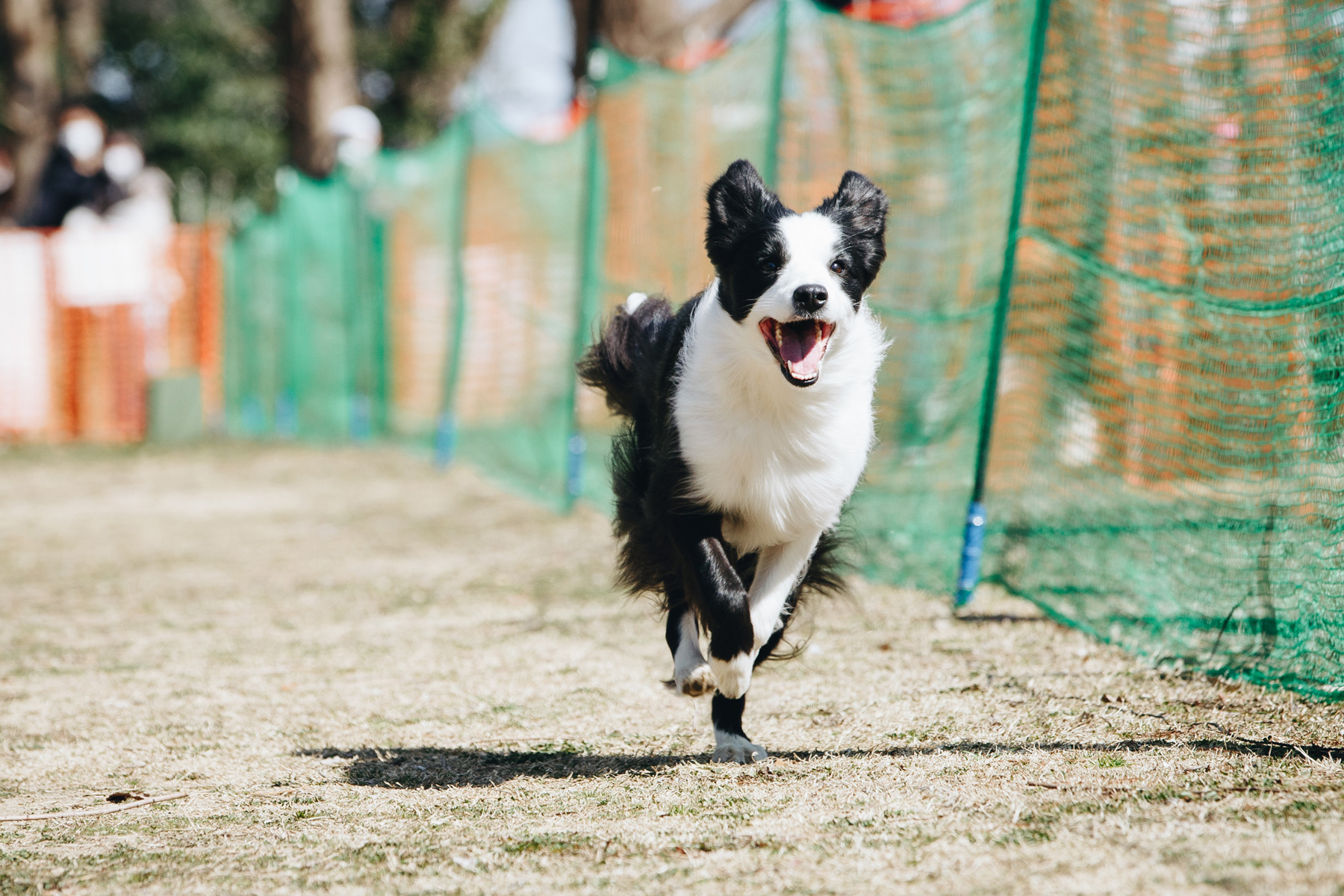 50mスプリント結果発表(Border Collie)