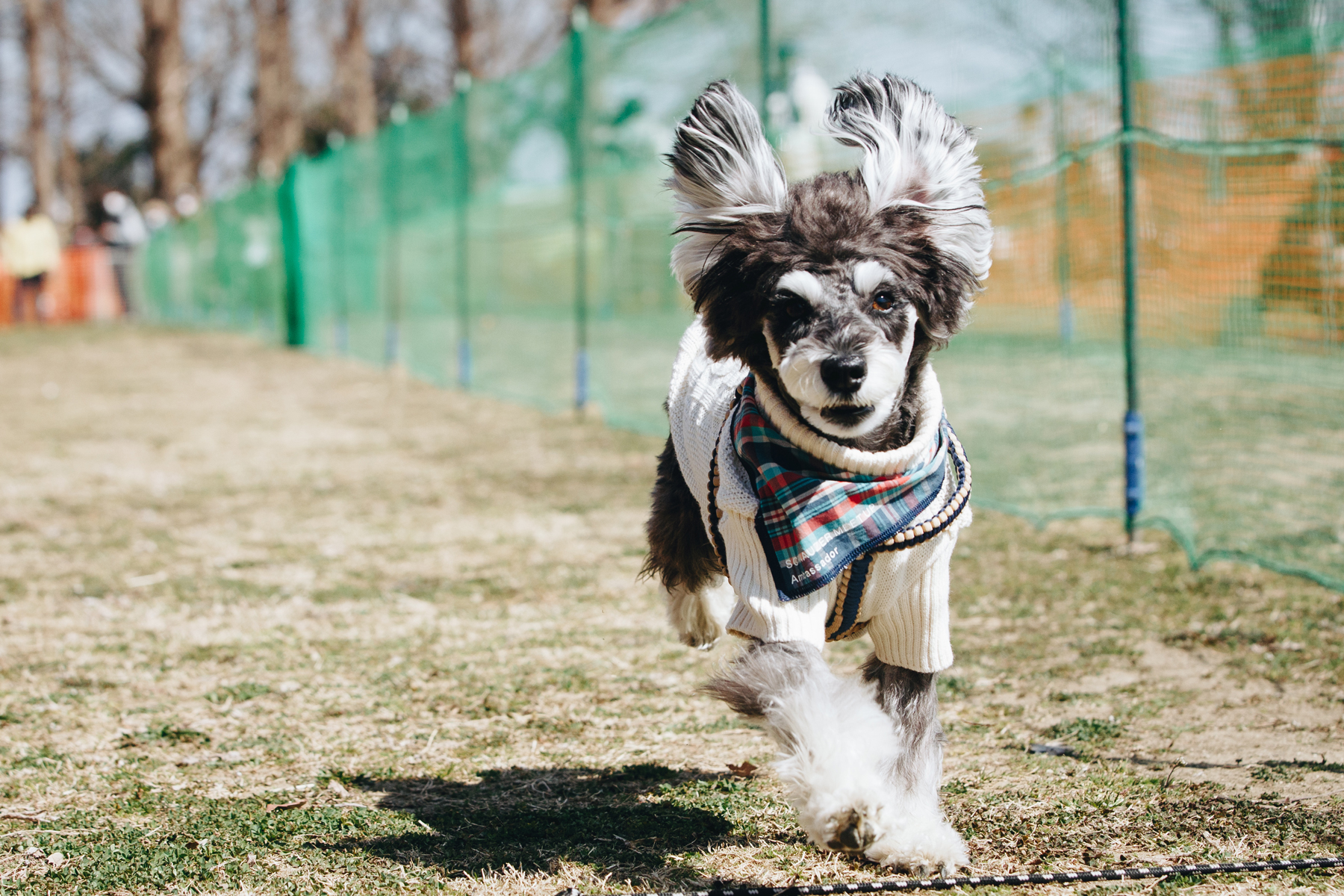 50mスプリント結果発表(Schnauzer)