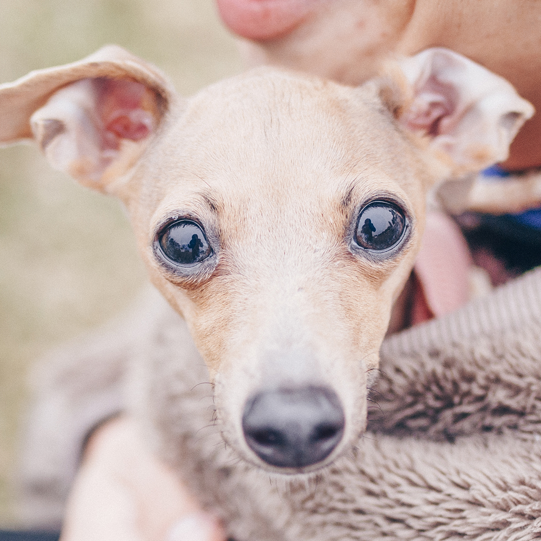 子犬のイタグレ