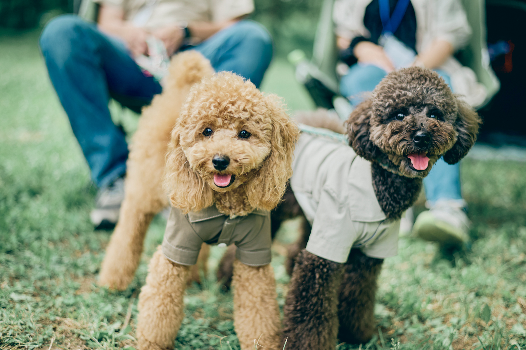 Poodle MEET UP 2024 meetup フリーステッチ free stitch