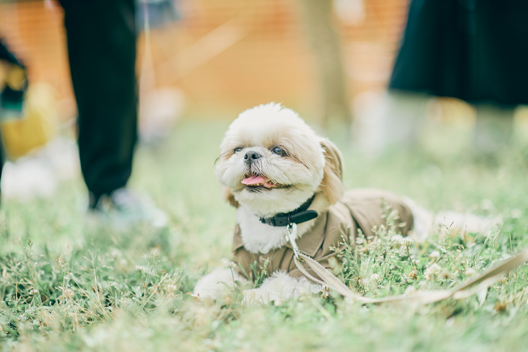 検索結果：Shih Tzu | Meet up Blog | フリーステッチ free stitch