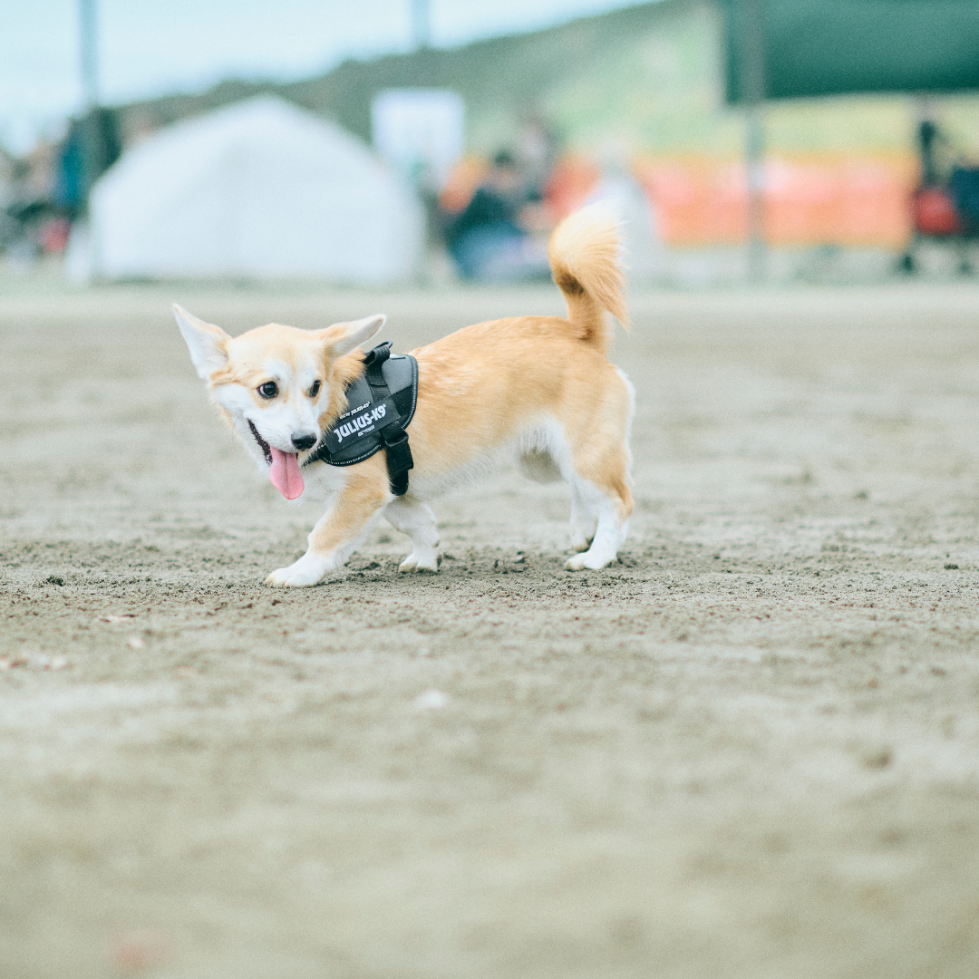 子犬のコーギー