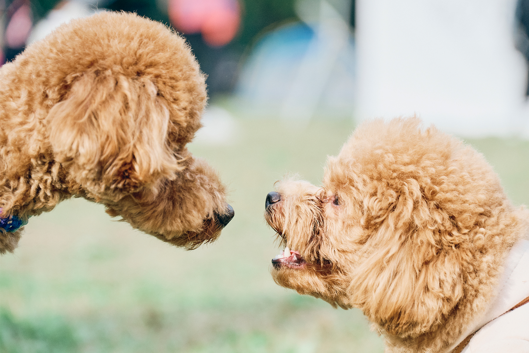 Poodle MEET UP 2024 meetup フリーステッチ free stitch