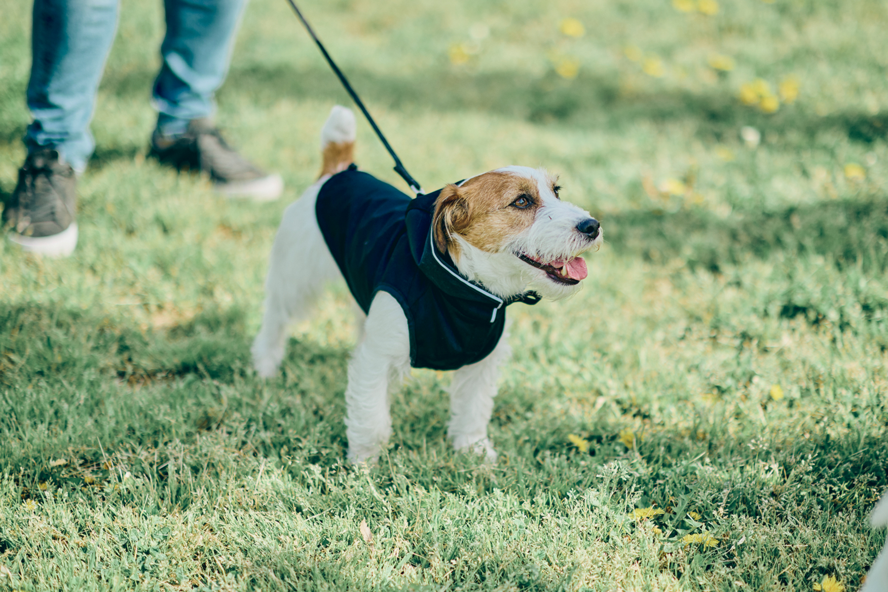 Jack Russell Terrier Festival 2024