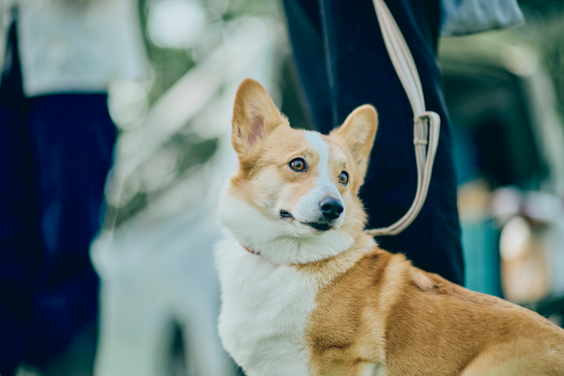 Corgi Festival 2024 | meetup | フリーステッチ free stitch