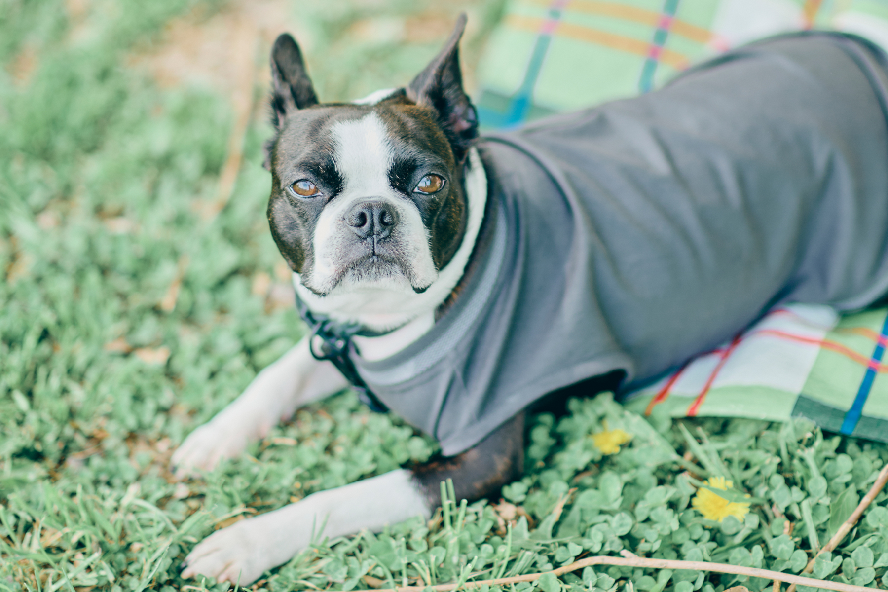 Boston Terrier Festival 2024