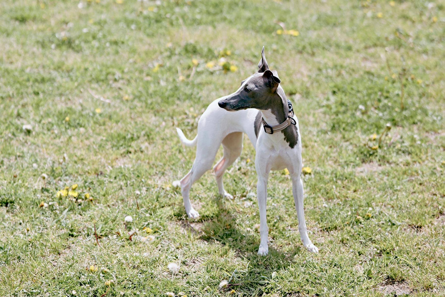 Italian Greyhound Festival 2024