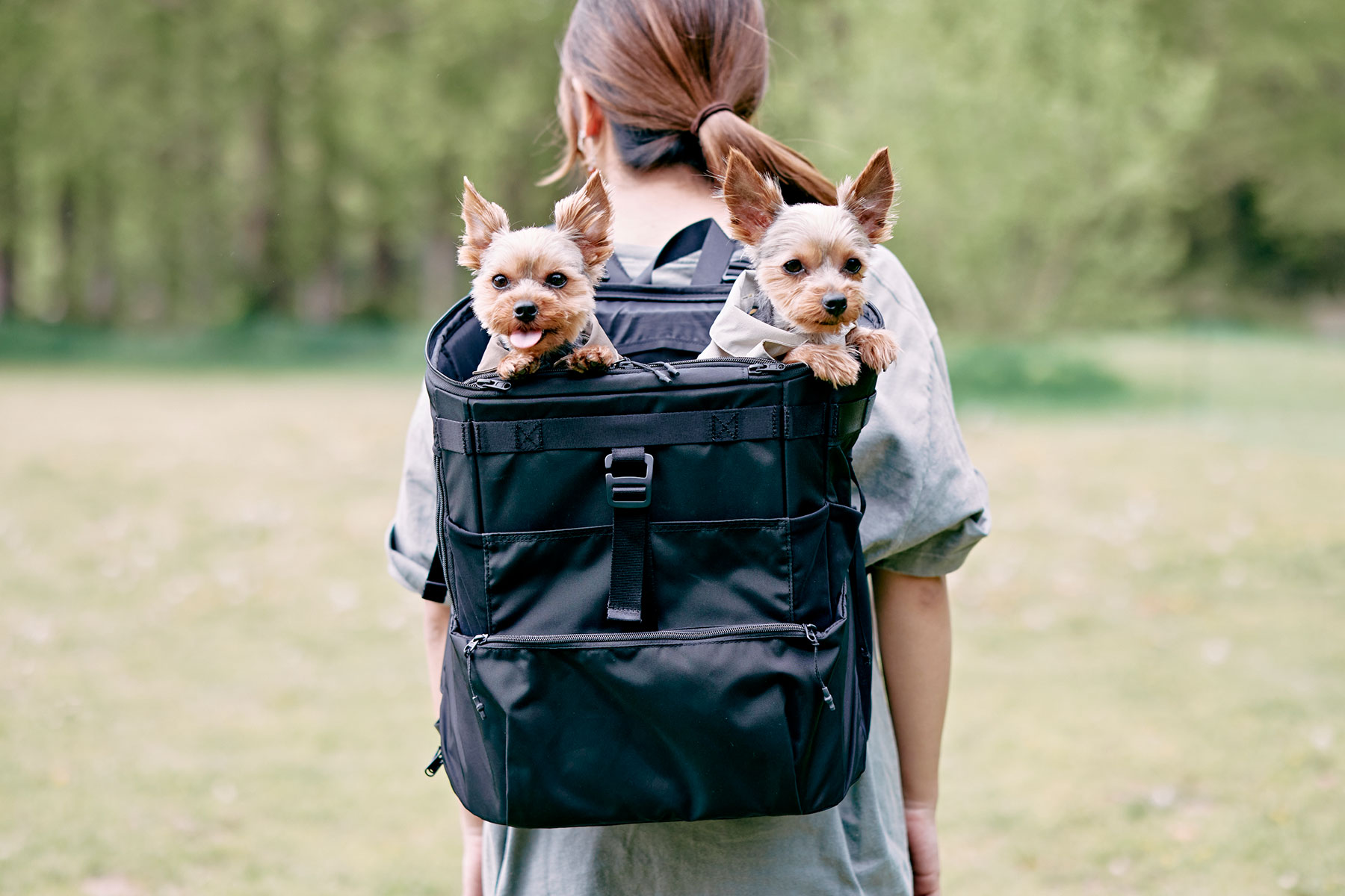 Yorkshire Terrier MEET UP 2024