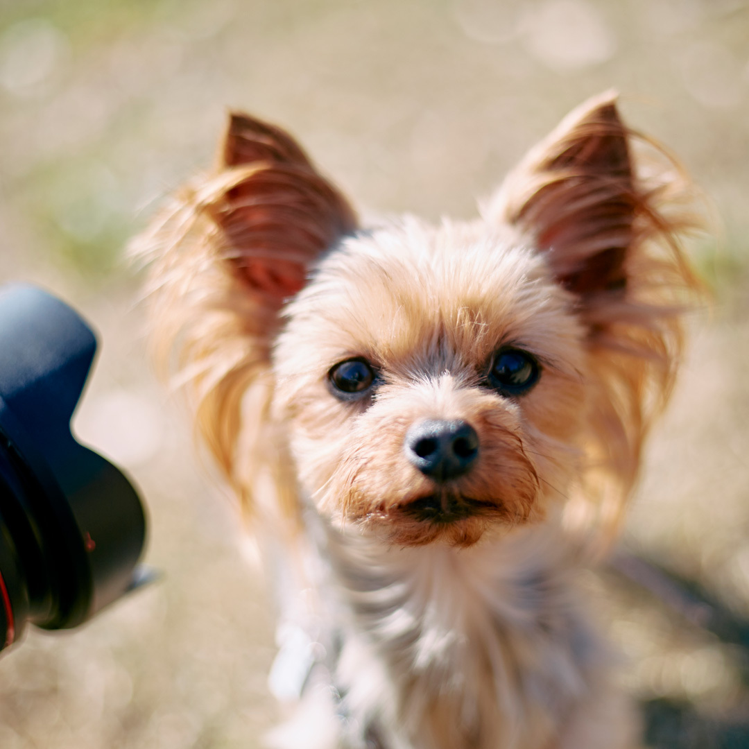 仔犬のヨーキー