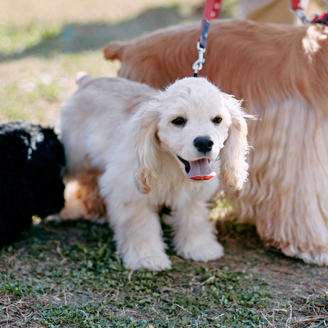 子犬のコッカースパニエル