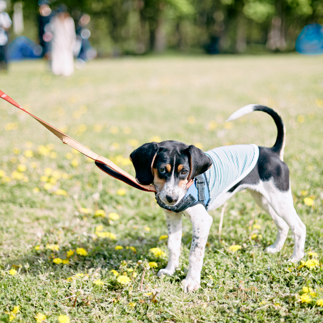 子犬のビーグル