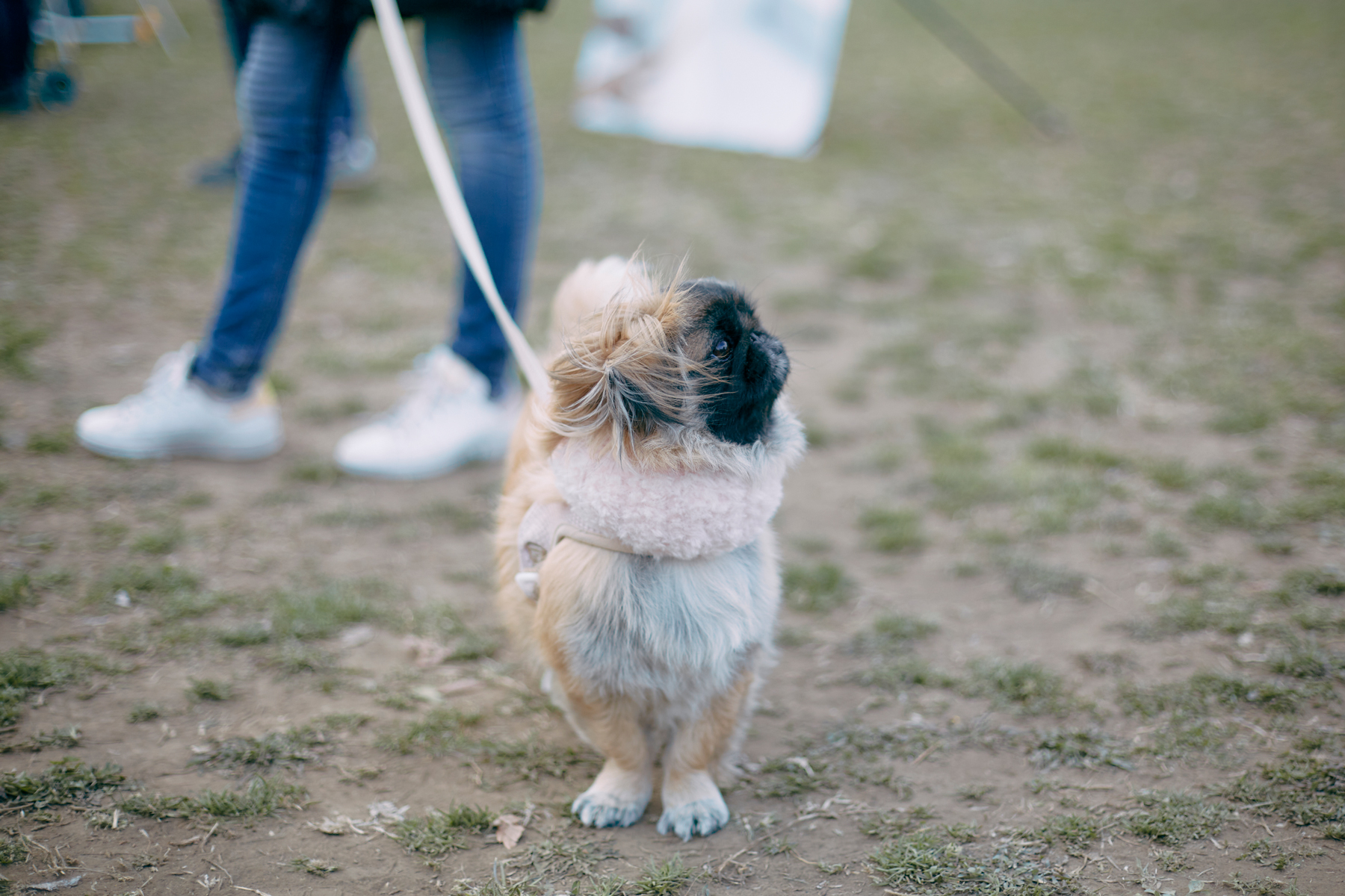 50mスプリント結果発表(Pekingese)