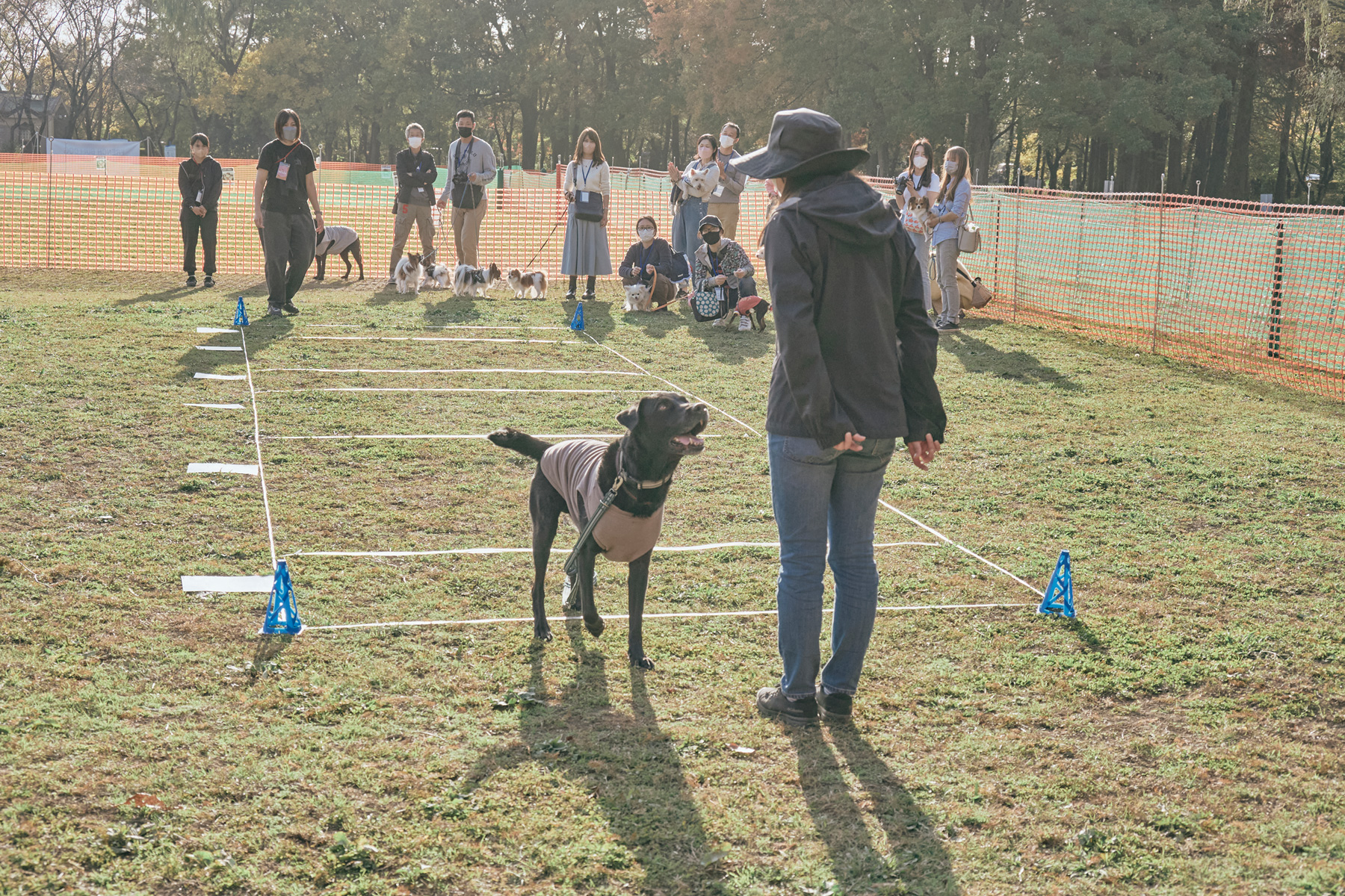 愛犬との『信頼関係』『トレーニング』について知っておいてほしいこと(トレーニングミート)