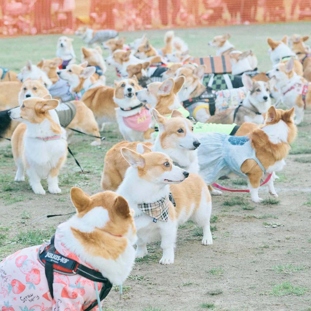 沢山のコーギーたち