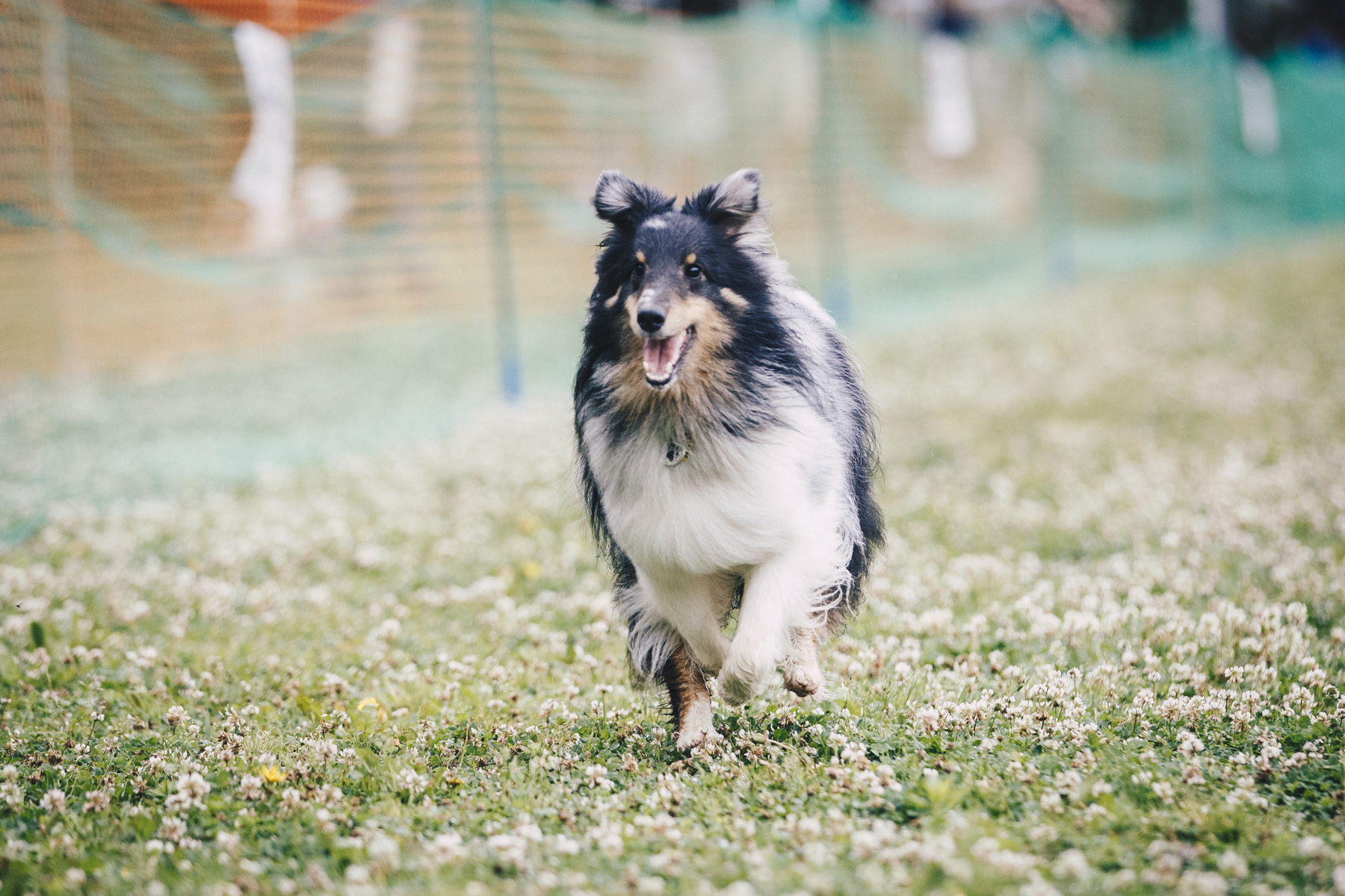 50mスプリント結果発表(Shetland Sheepdog)