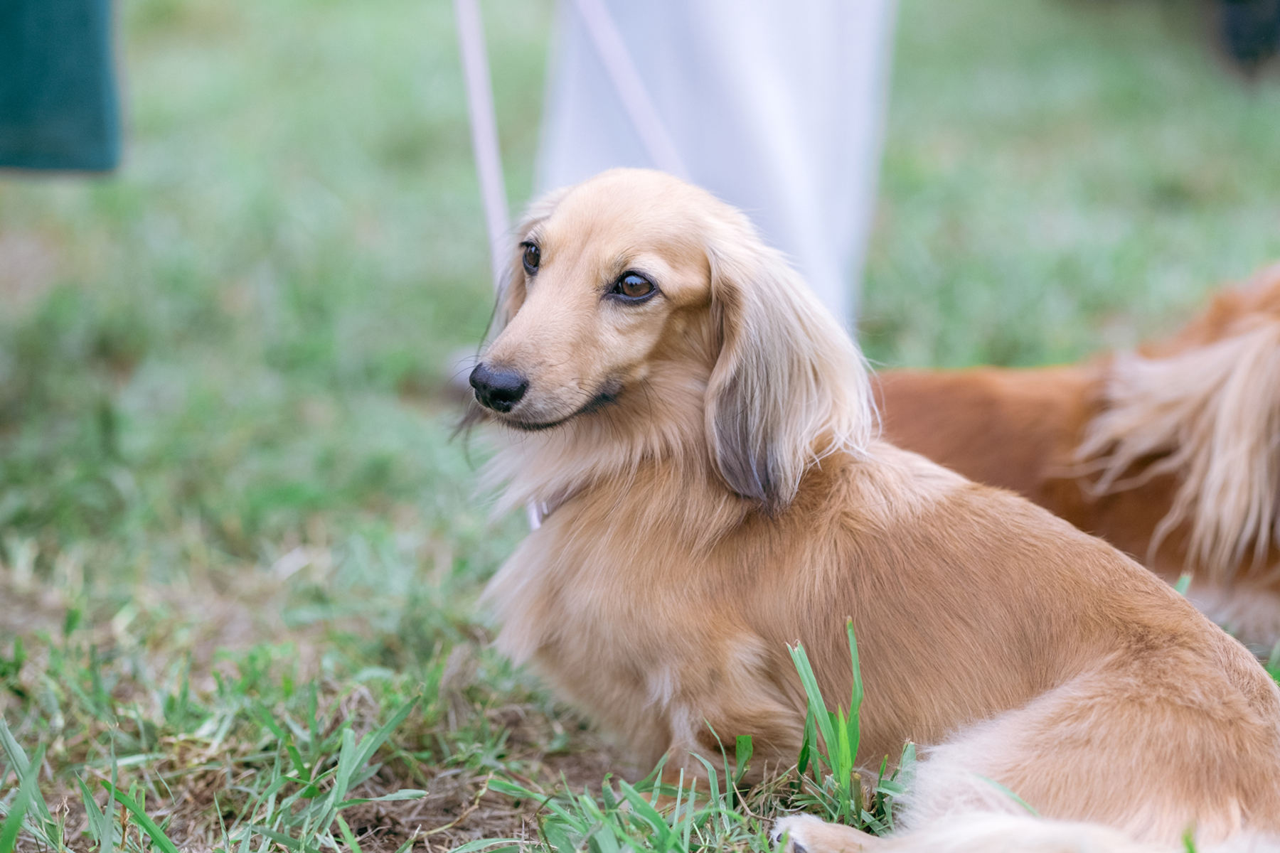 出店者(Dachshund)