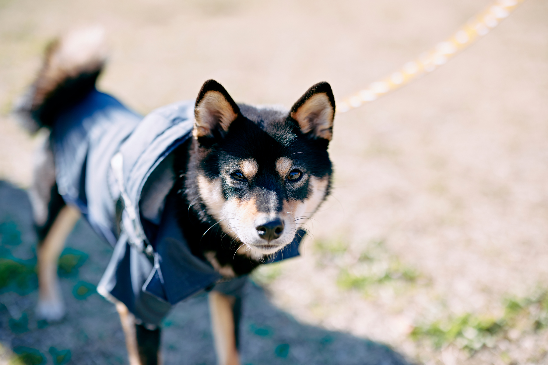 柴犬がこっちを見ている