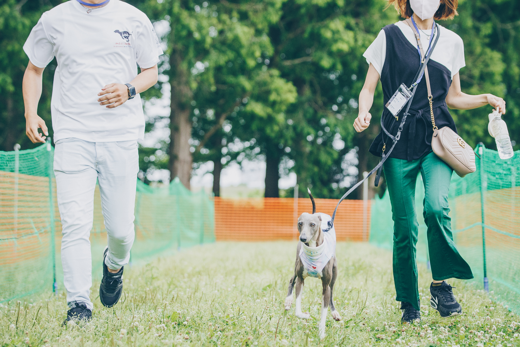 家族でダッシュ(Italian Greyhound)