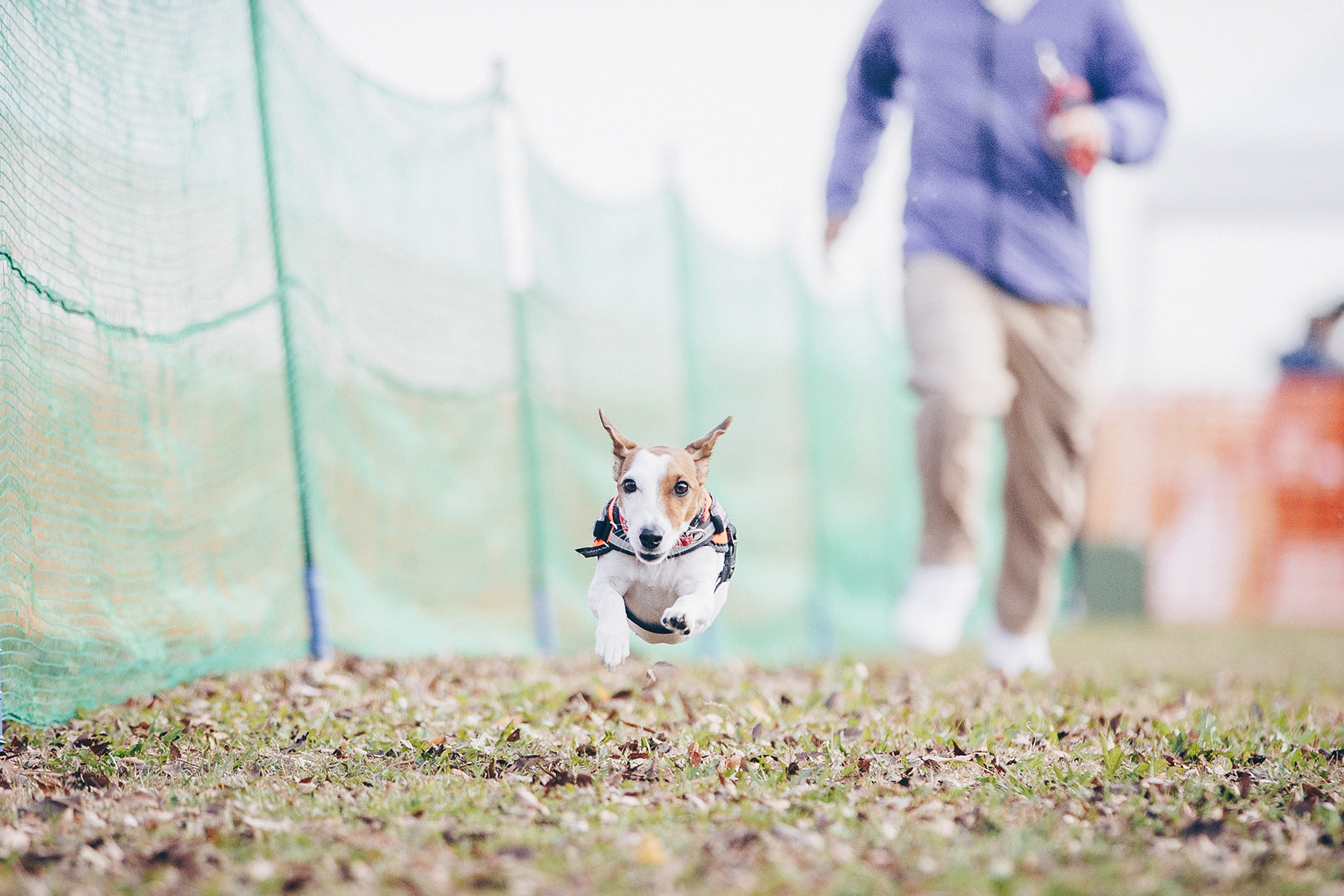 50mスプリント&ハードル走(Jack Russell Terrier)