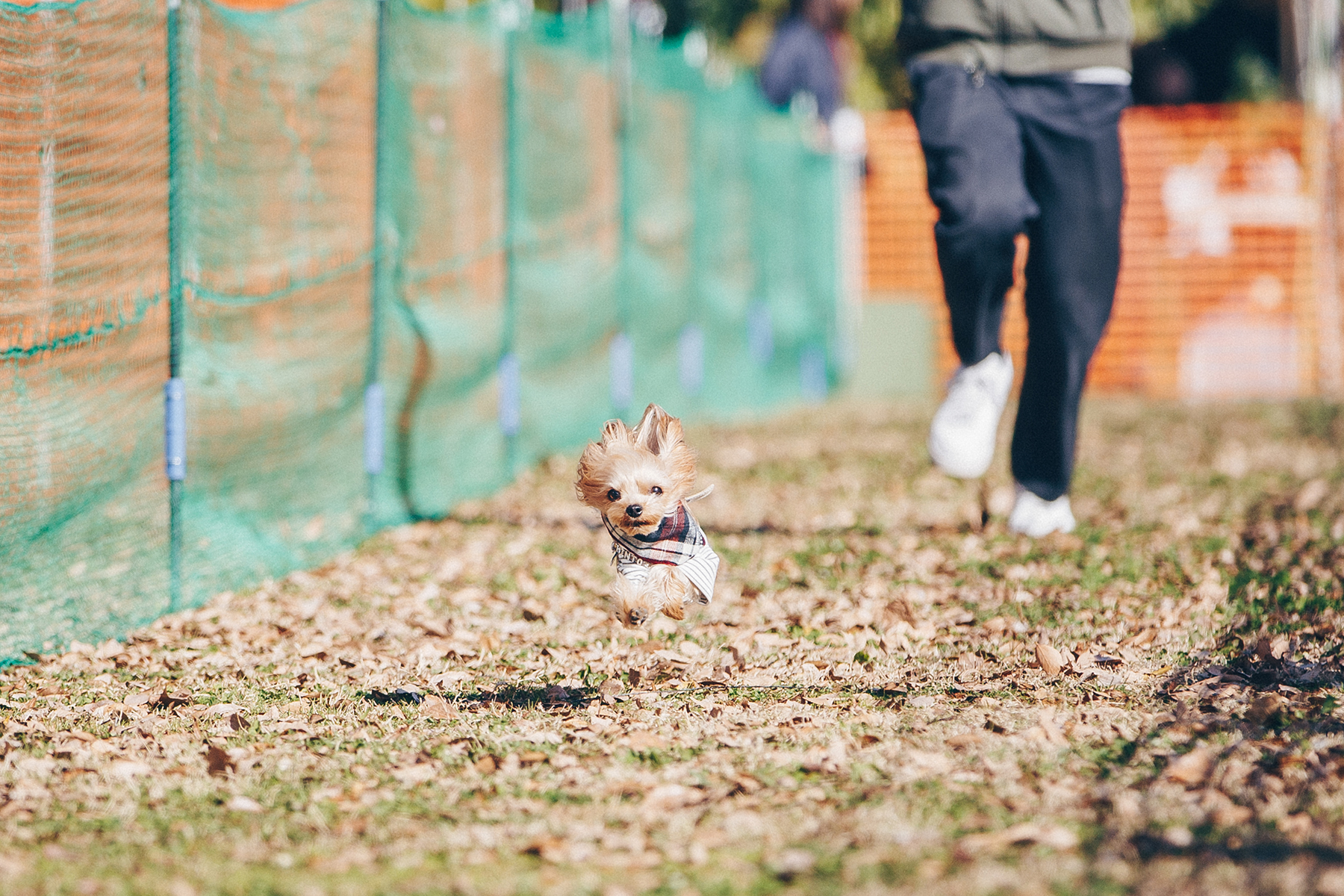 50mスプリント&ハードル走(Yorkshire Terrier)