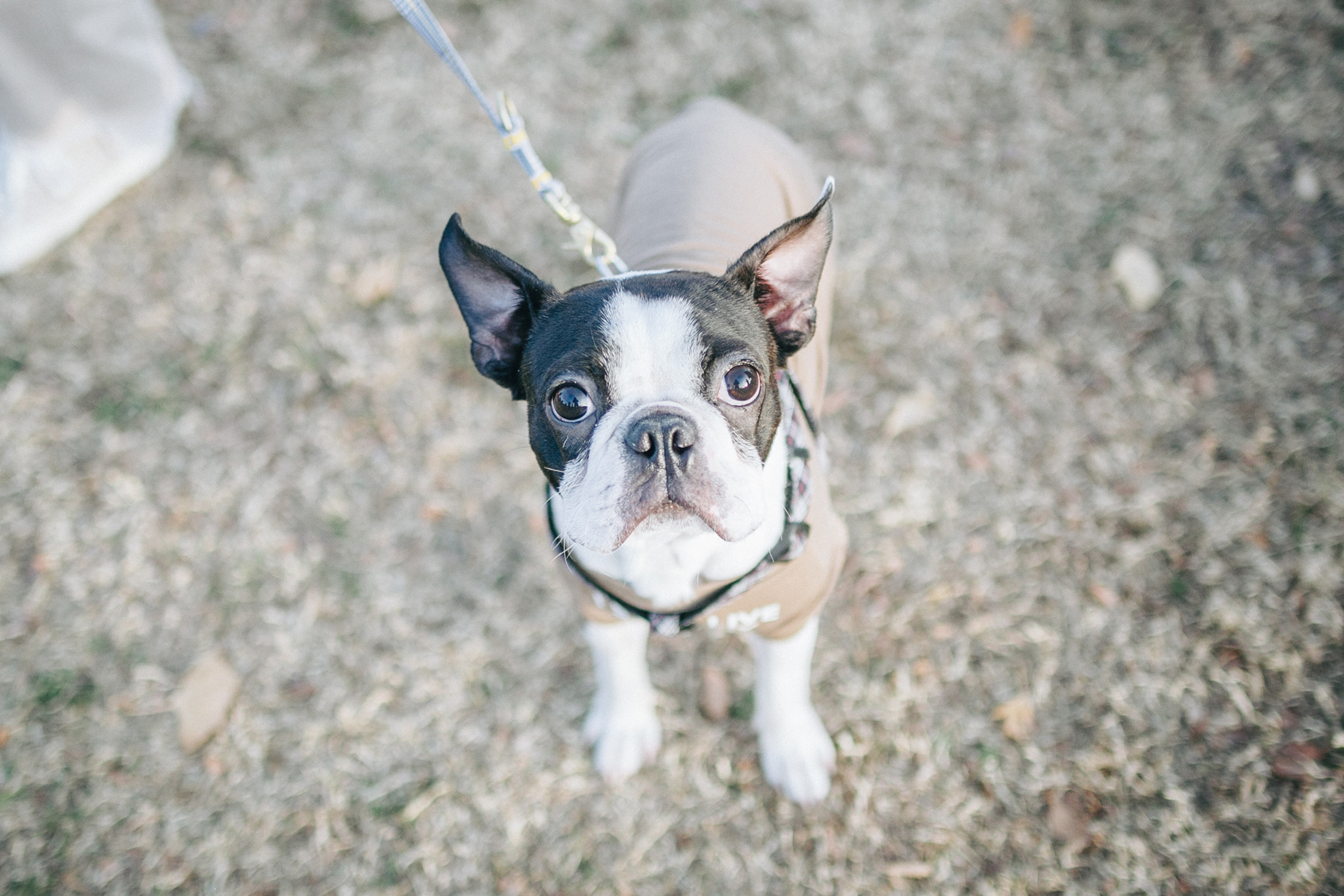 Boston Terrier meetup フリーステッチ free stitch