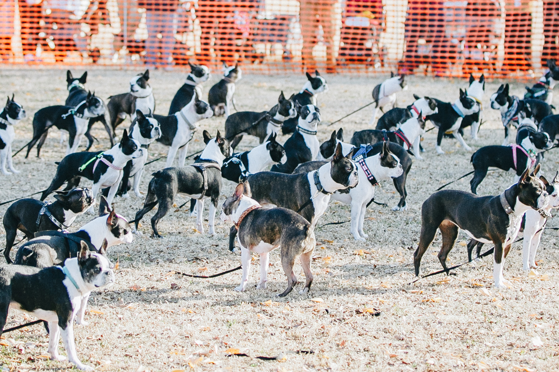 犬まみれ撮影会(BostonTerrier)