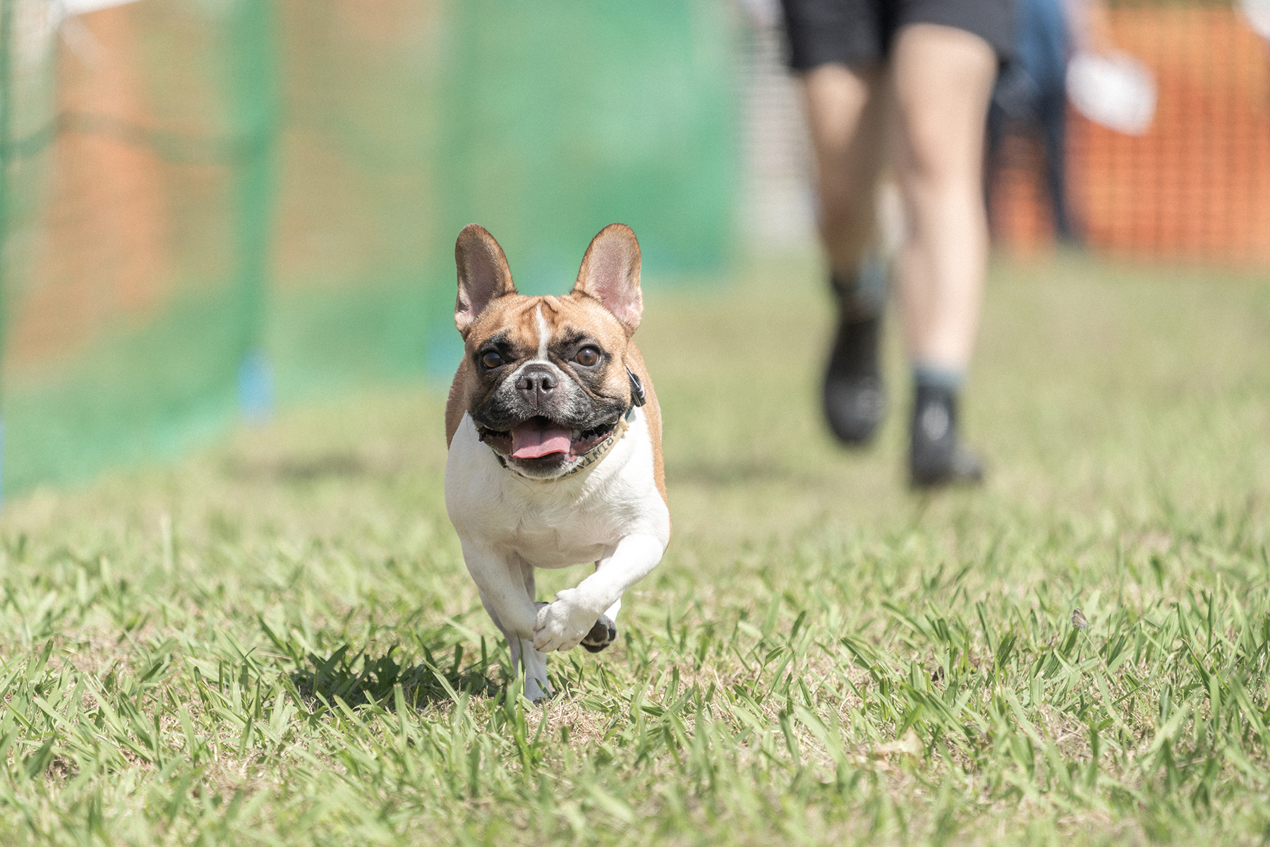 50mスプリント&ハードル走(French Bulldog)