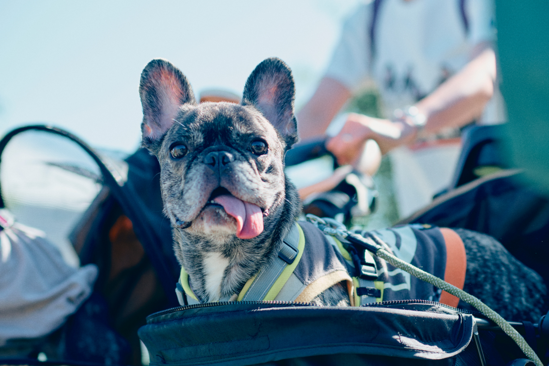 ご長寿犬表彰(French Bulldog)