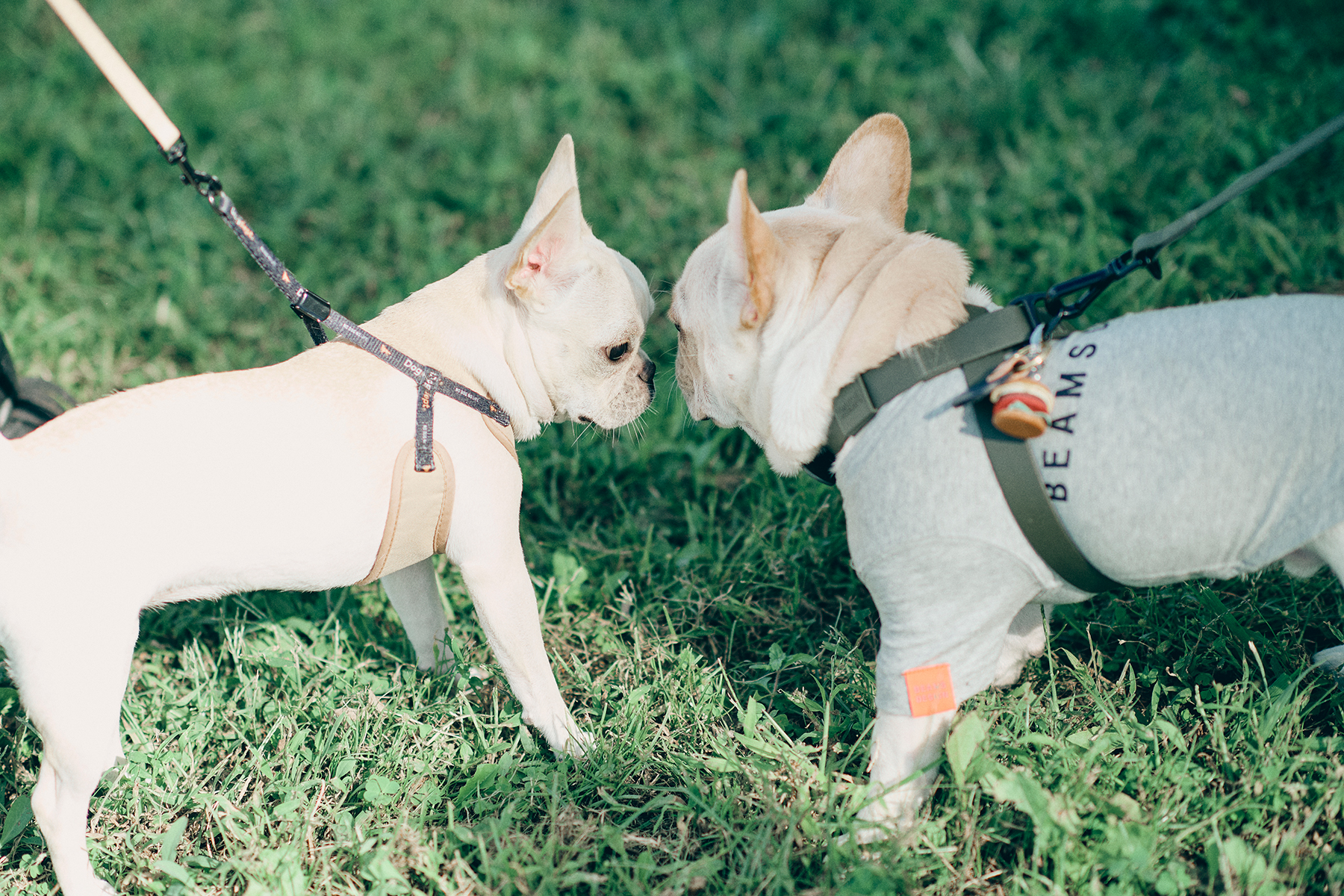 パピーセミナー(French Bulldog)