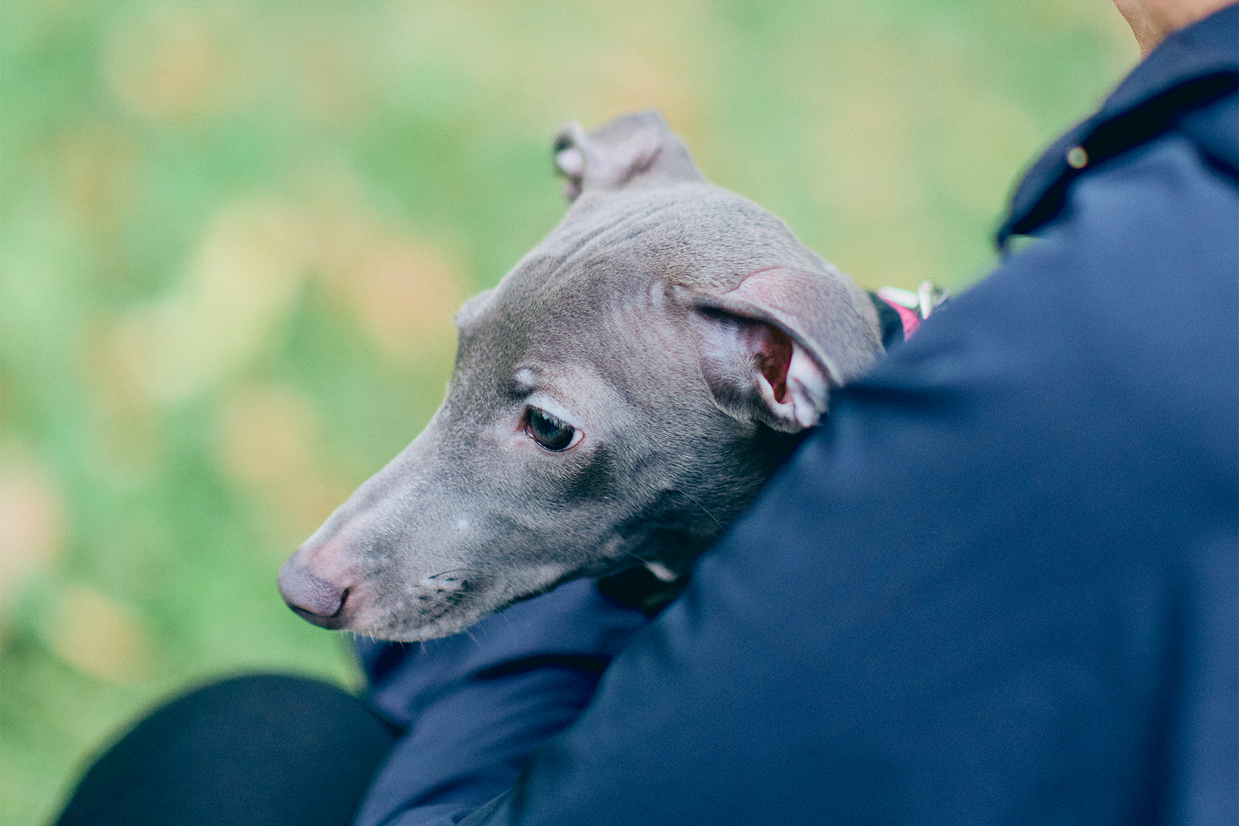 パピーセミナー(Italian Greyhound)