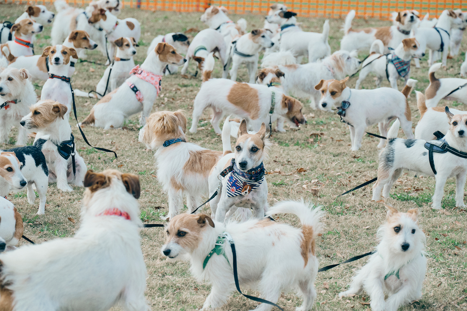 犬まみれ撮影会(Jack Russell Terrier)