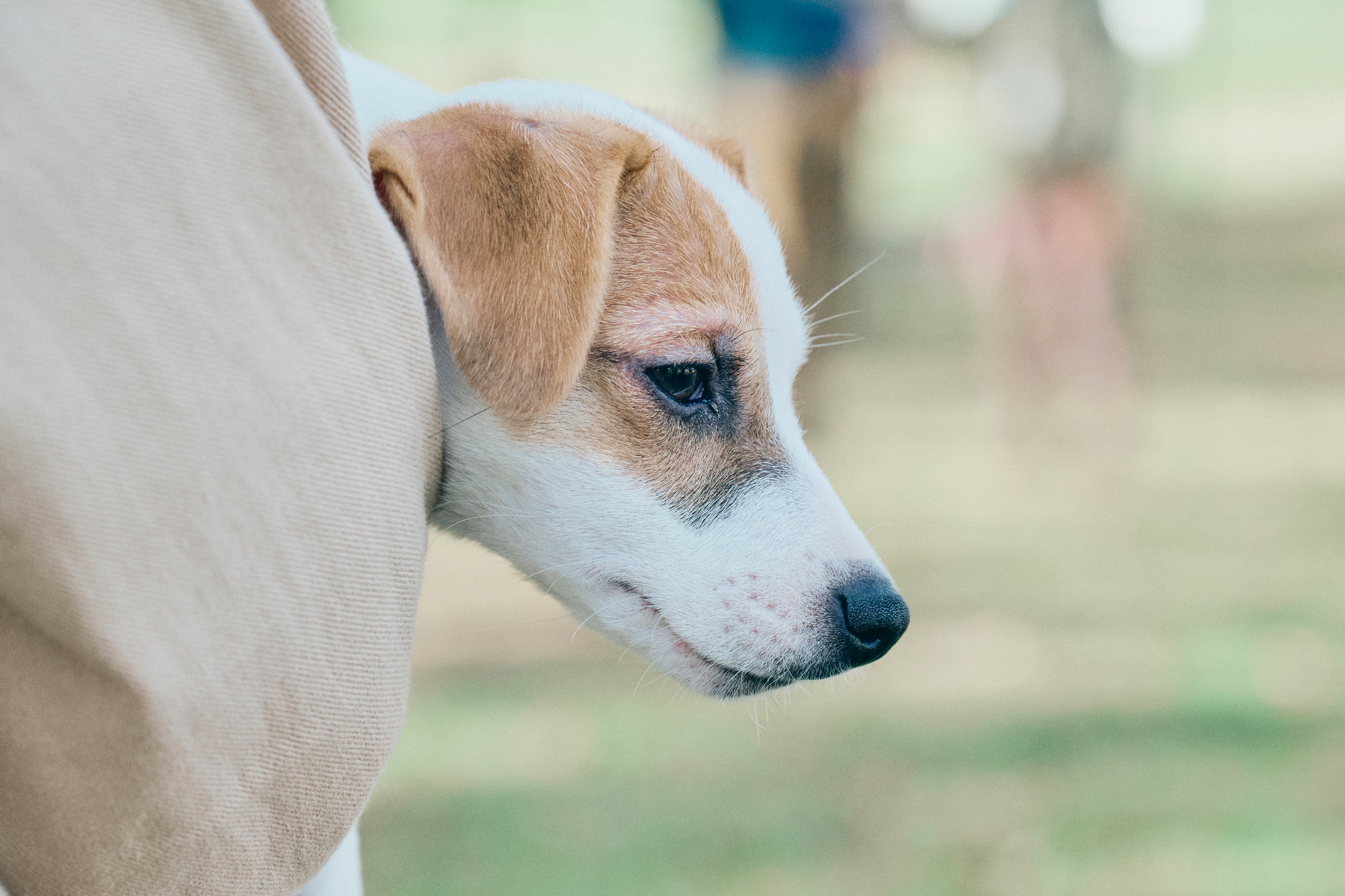 パピーセミナー(Jack Russell Terrier)