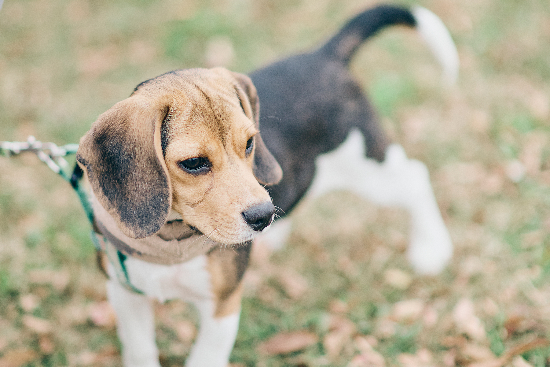 パピーセミナー(Beagle)