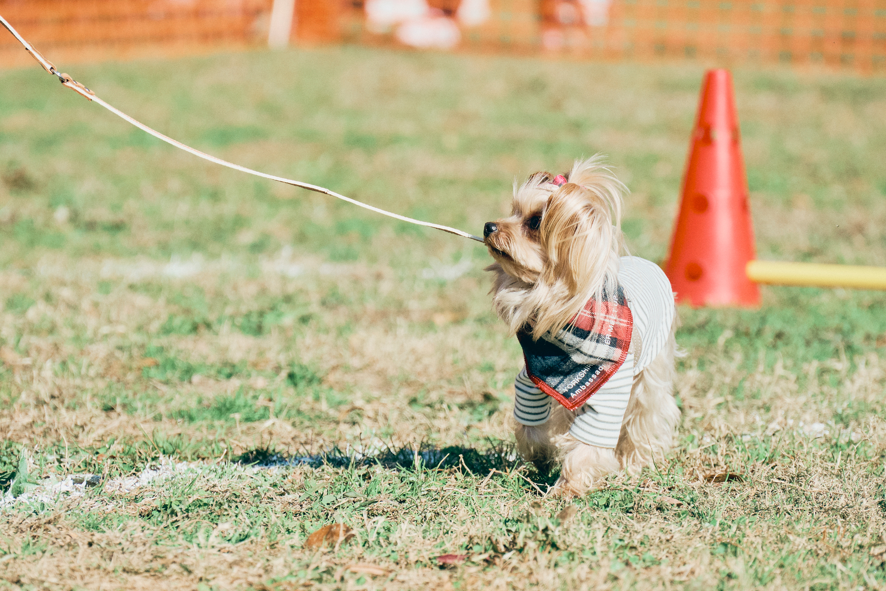 パピーセミナー(Yorkshire Terrier)